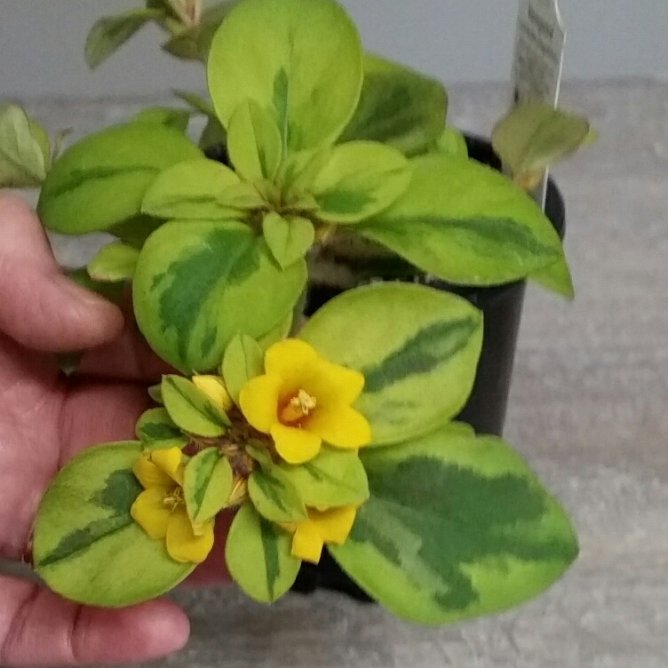 Lysimachia Congestiflora Waikiki Sunset (formerly Walkabout Sunset) in the GardenTags plant encyclopedia Golden Globe Loosestrife in the GardenTags plant encyclopedia