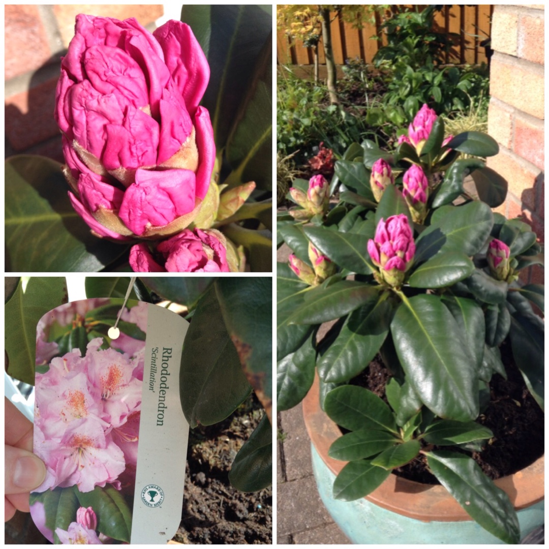 Rhododendron Scintillation in the GardenTags plant encyclopedia Rhododendron Scintillation in the GardenTags plant encyclopedia