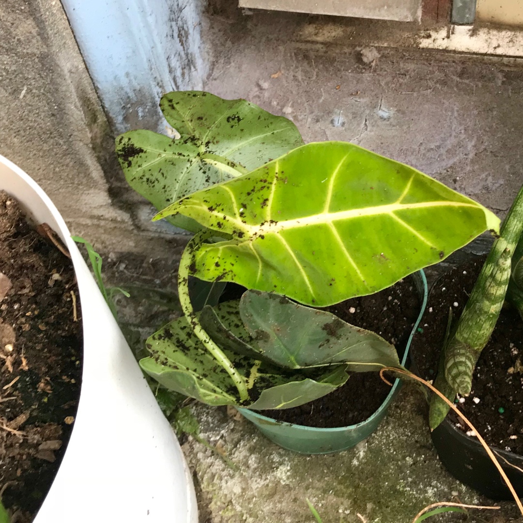 Alocasia Micholitziana Frydek in the GardenTags plant encyclopedia Green Velvet African Mask in the GardenTags plant encyclopedia