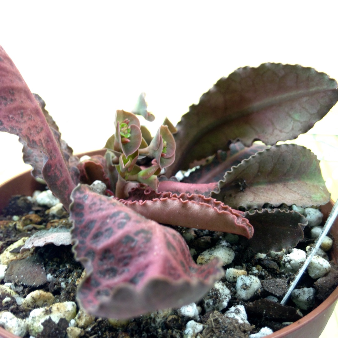 Euphorbia francoisii var. Crassicaulis in the GardenTags plant encyclopedia Euphorbia Crassicaulis in the GardenTags plant encyclopedia