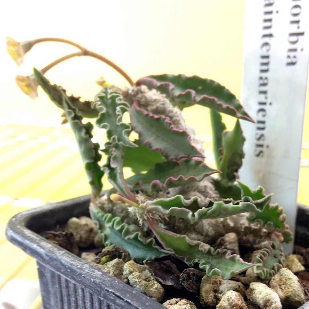 Euphorbia decaryi var. capsaintemariensis in the GardenTags plant encyclopedia Euphorbia capsaintemariensis in the GardenTags plant encyclopedia
