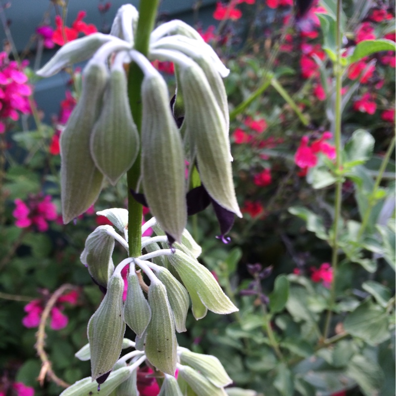 Salvia Discolor in the GardenTags plant encyclopedia Andean Silver Sage in the GardenTags plant encyclopedia