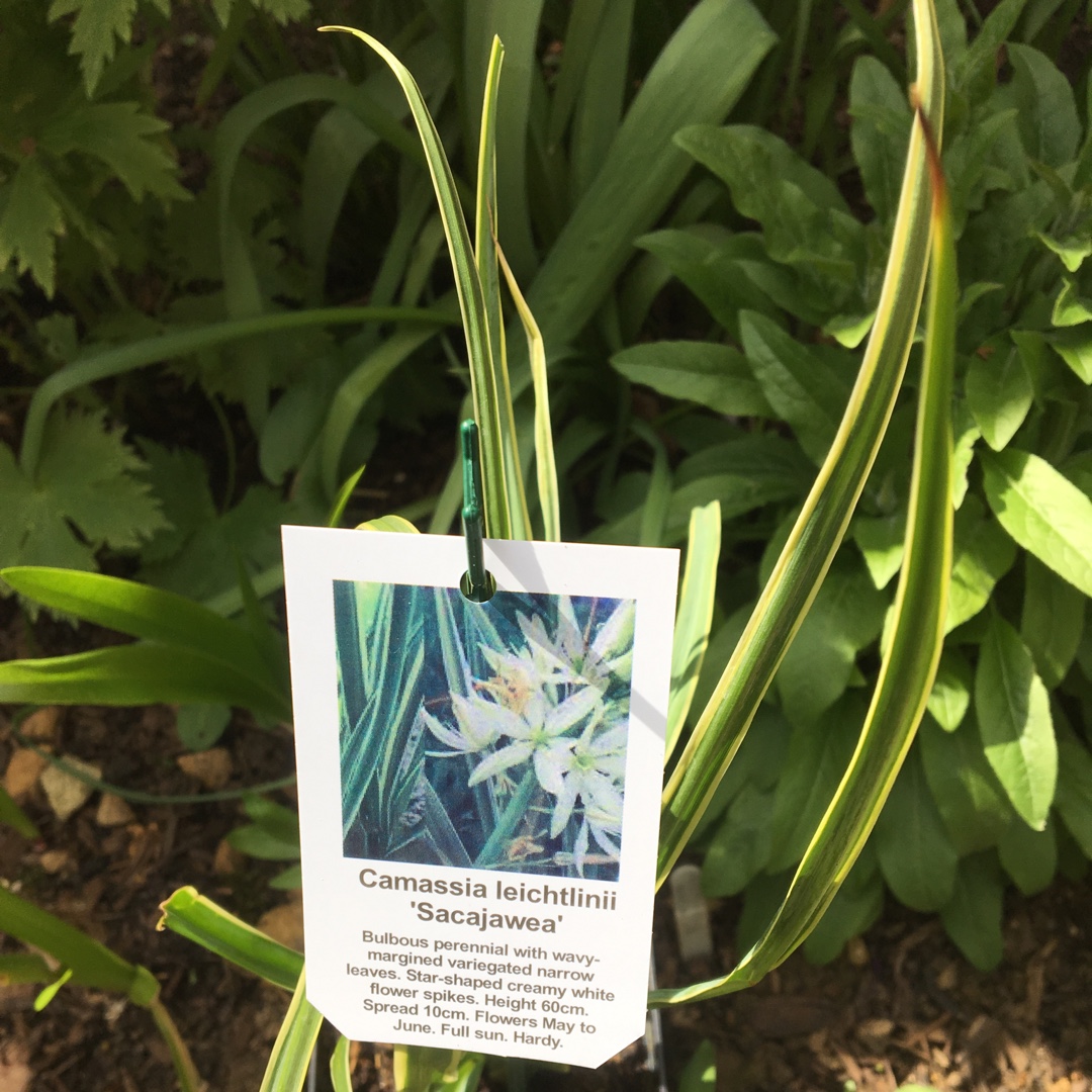 Camassia leichtlinii Sacajawea in the GardenTags plant encyclopedia Camassia Sacajawea in the GardenTags plant encyclopedia