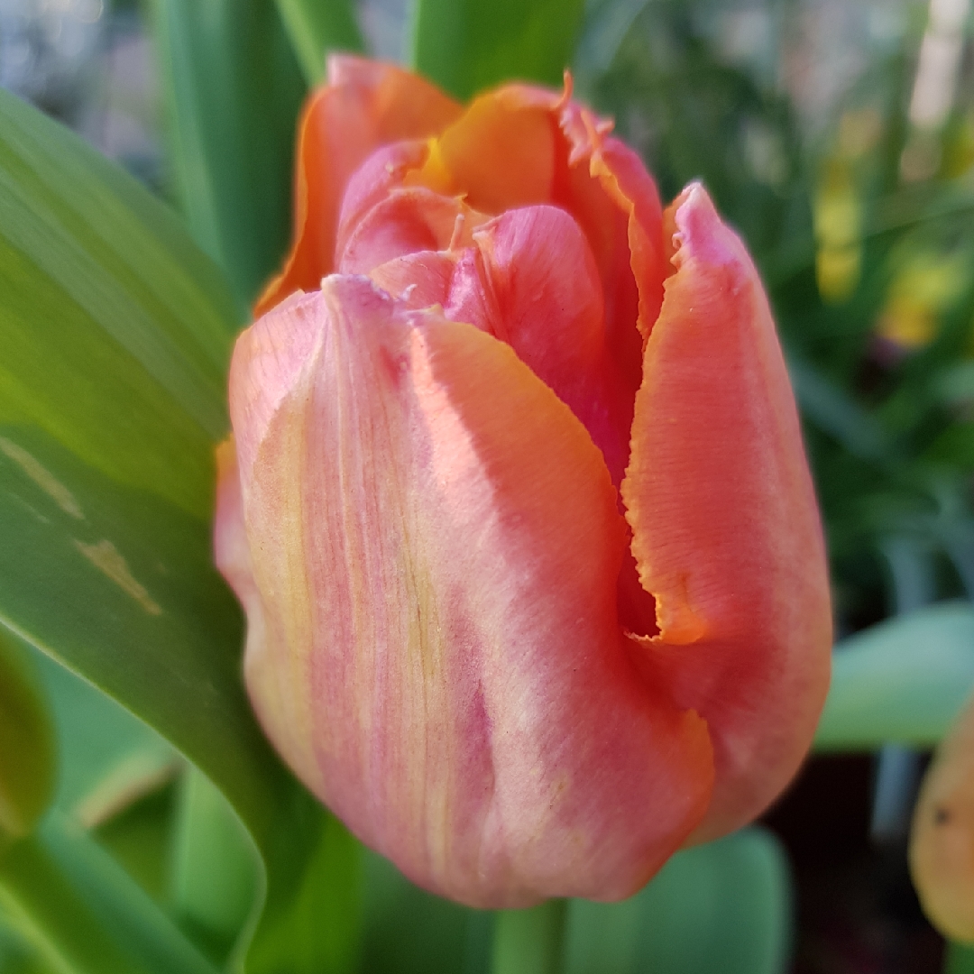 Tulipa Sunset Miami in the GardenTags plant encyclopedia Tulip Sunset Miami (Fringed) in the GardenTags plant encyclopedia