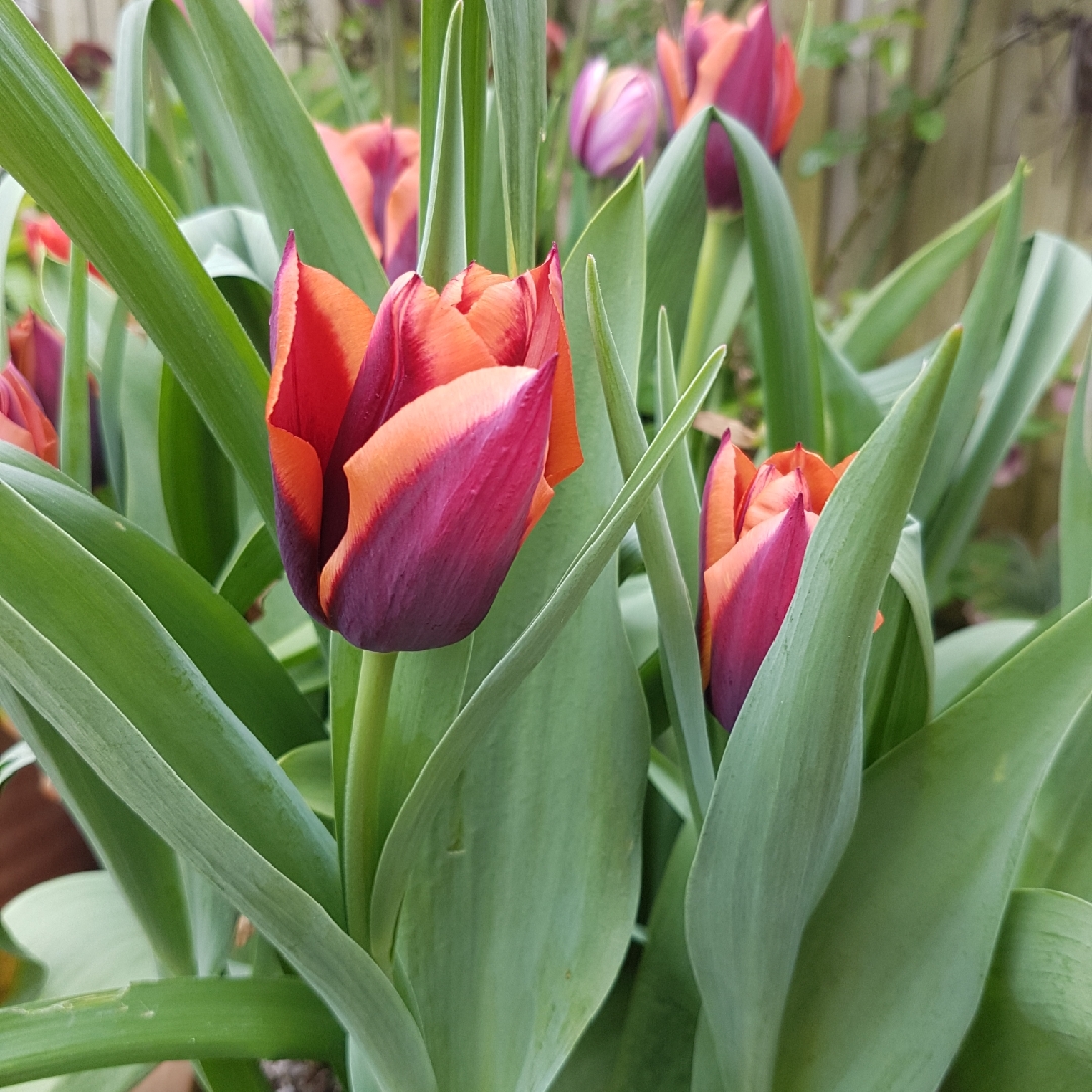 Tulipa Slawa in the GardenTags plant encyclopedia Tulip Slawa (Triumph) in the GardenTags plant encyclopedia