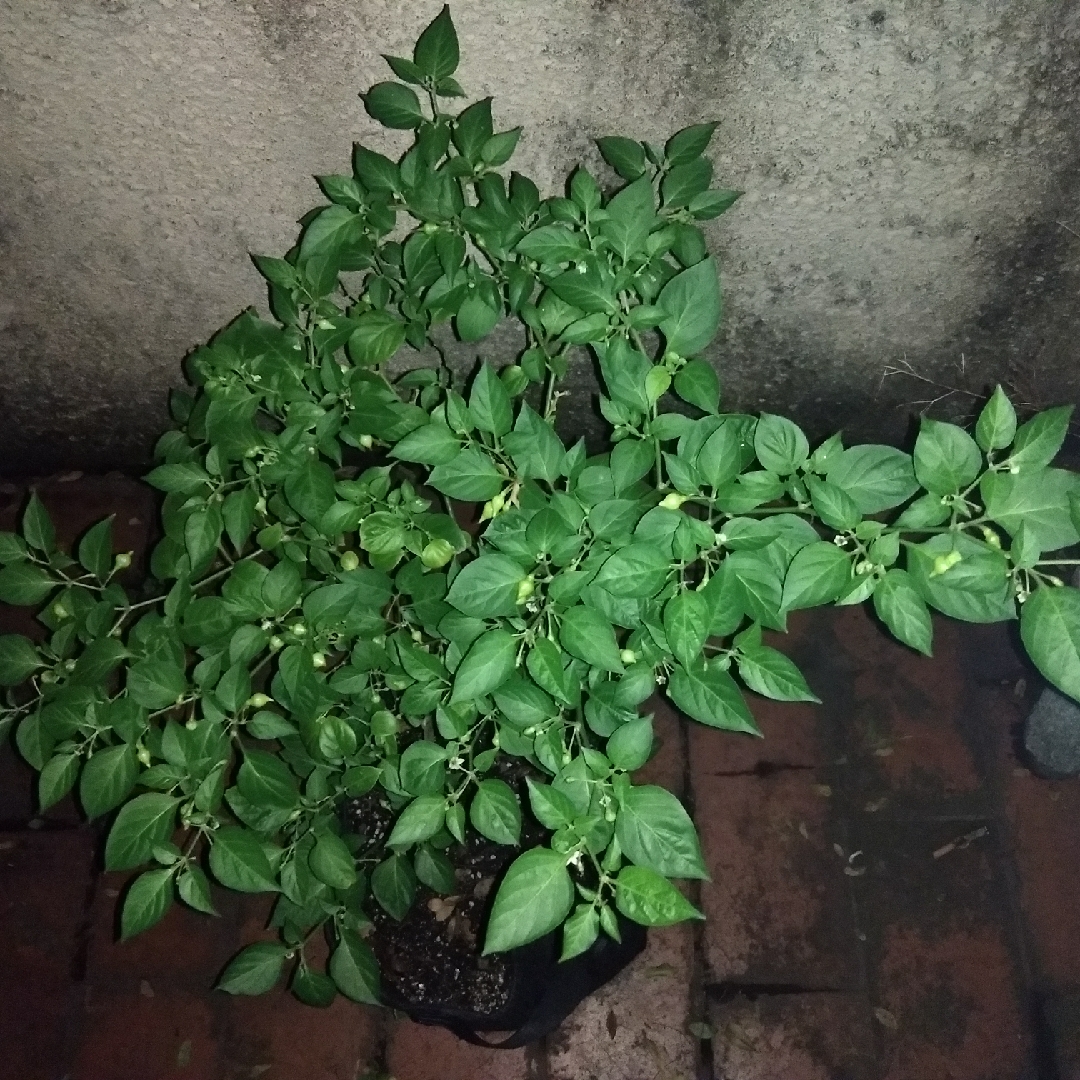 Capsicum Chinense in the GardenTags plant encyclopedia Little Beak Peppers in the GardenTags plant encyclopedia