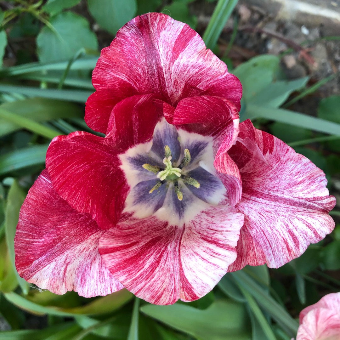 Tulipa Hemisphere in the GardenTags plant encyclopedia Tulip Hemisphere (Triumph) in the GardenTags plant encyclopedia