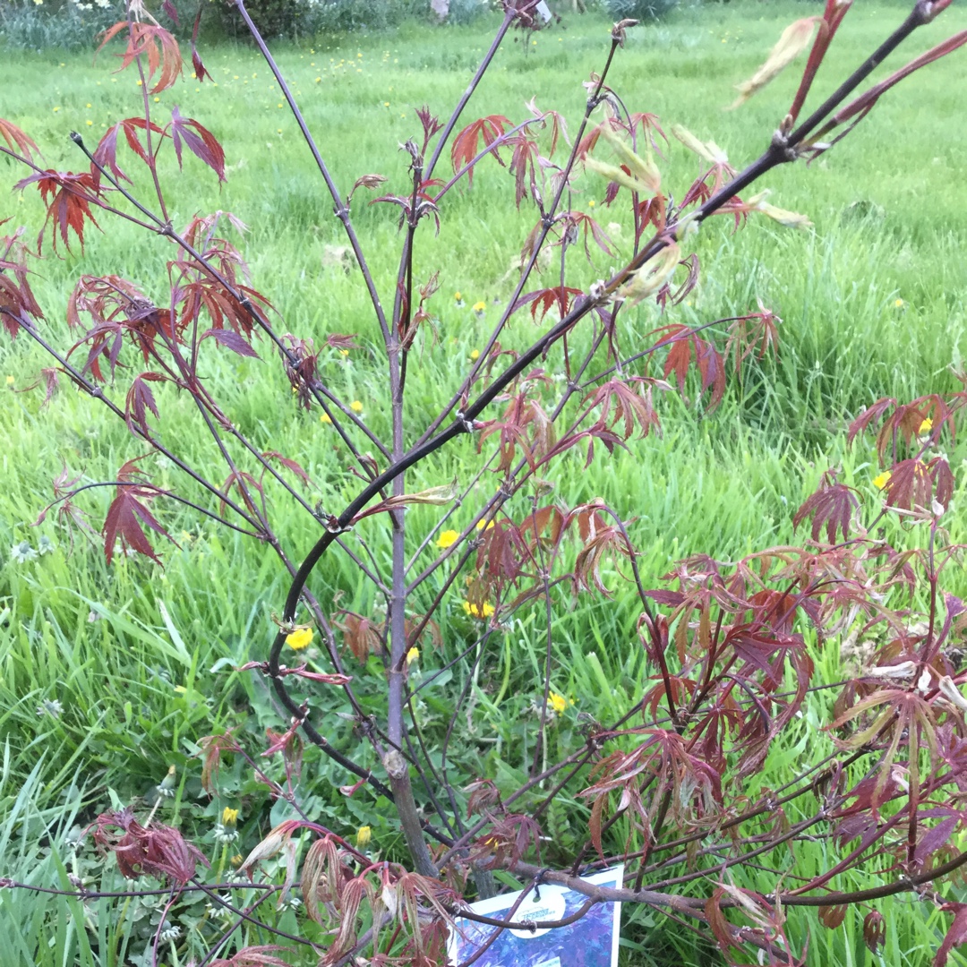 Acer palmatum Burgundy Lace in the GardenTags plant encyclopedia Japanese Maple Burgundy Lace in the GardenTags plant encyclopedia
