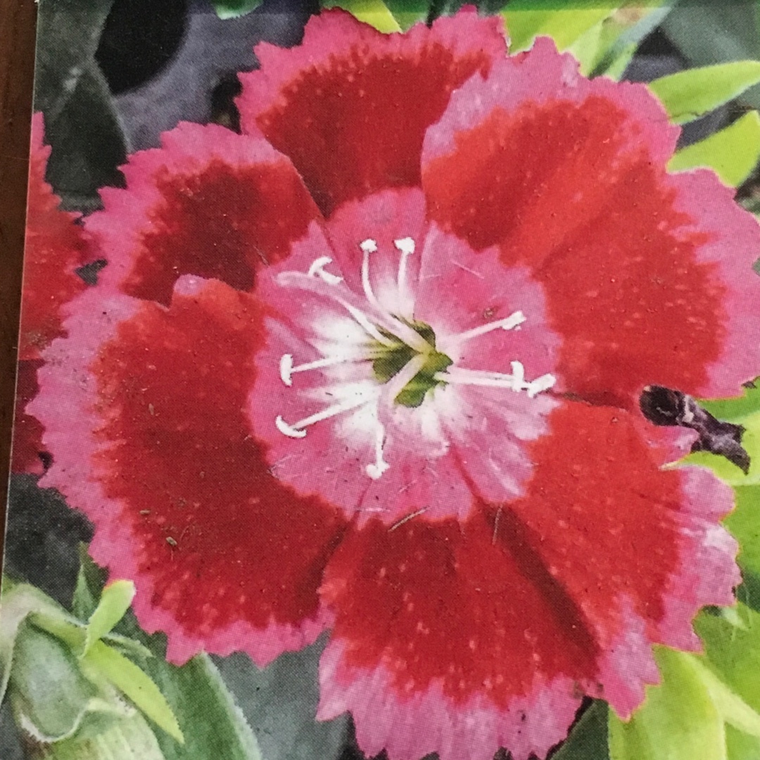 Dianthus Olivia Cherry (Beauties® Series) in the GardenTags plant encyclopedia Carnation Olivia Cherry (Beauties® Series) in the GardenTags plant encyclopedia