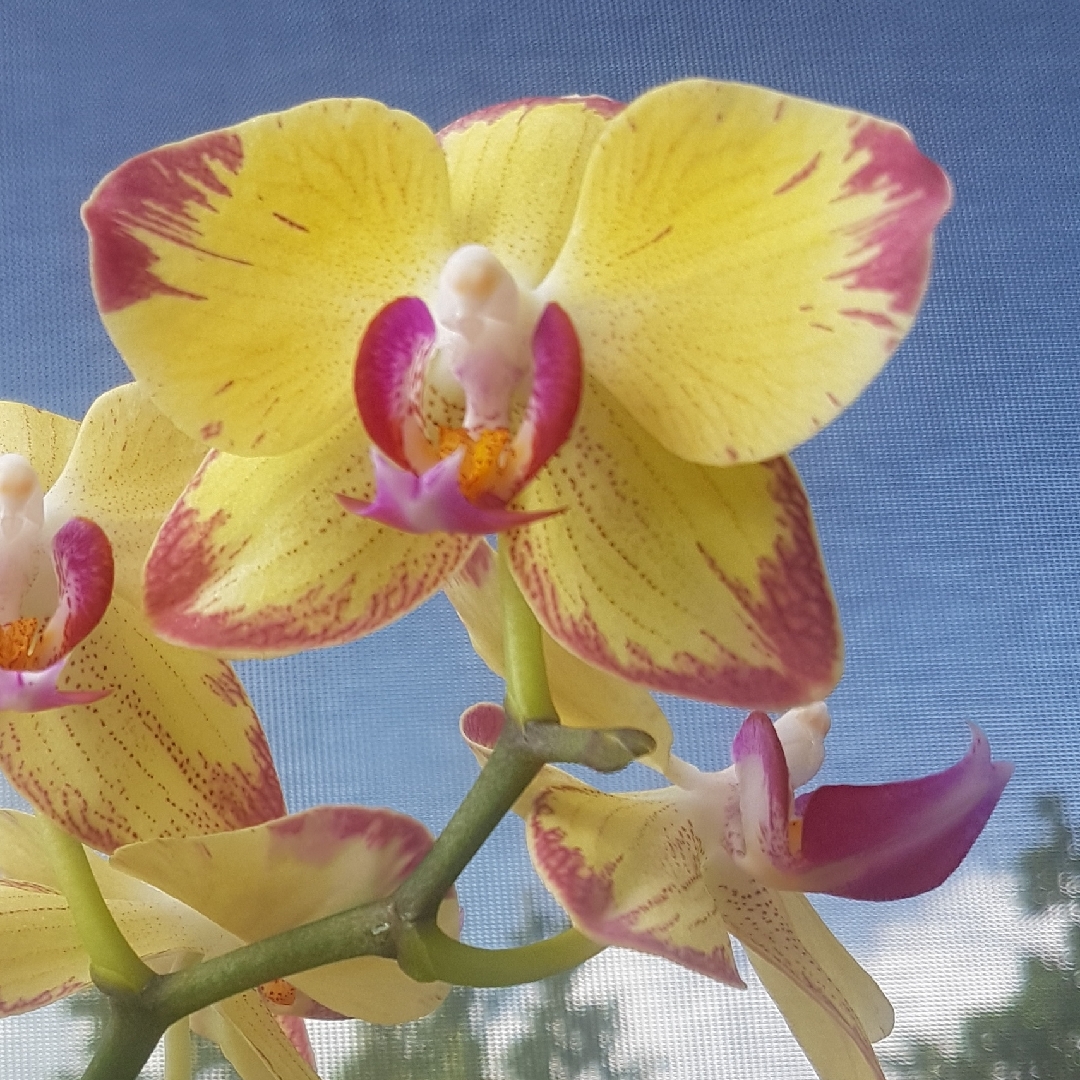 Phalaenopsis Breezes in the GardenTags plant encyclopedia Moth Orchid Breezes in the GardenTags plant encyclopedia