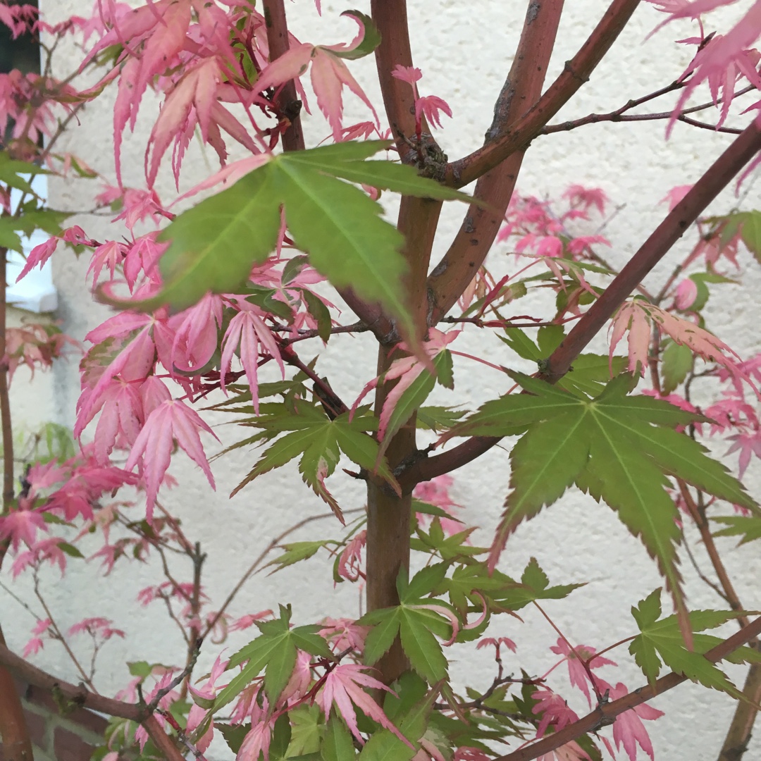 Acer Palmatum Asahi Zuru in the GardenTags plant encyclopedia Japanese Maple Asahi Zuru in the GardenTags plant encyclopedia