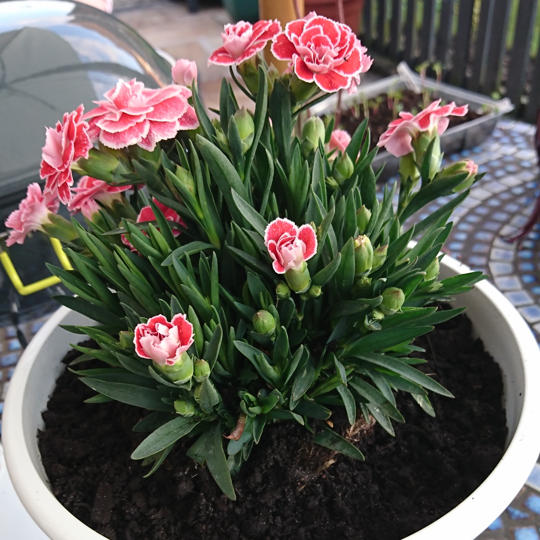 Dianthus Oscar (Series) in the GardenTags plant encyclopedia Border Carnation Oscar (Series) in the GardenTags plant encyclopedia