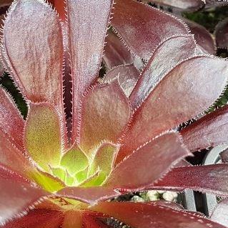 Aeonium Merry Maiden in the GardenTags plant encyclopedia Aeonium Merry Maiden in the GardenTags plant encyclopedia