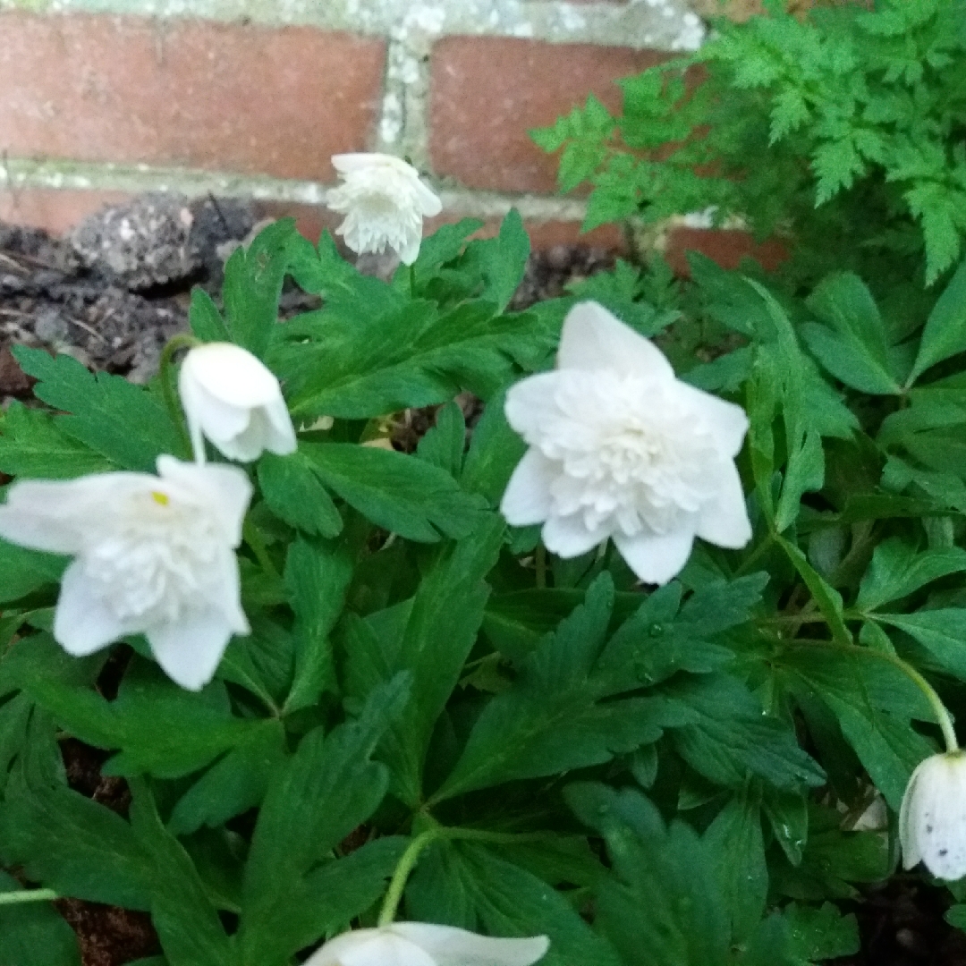 Anemone nemorosa Alba Plena in the GardenTags plant encyclopedia Double Flowered Wood Anemone in the GardenTags plant encyclopedia