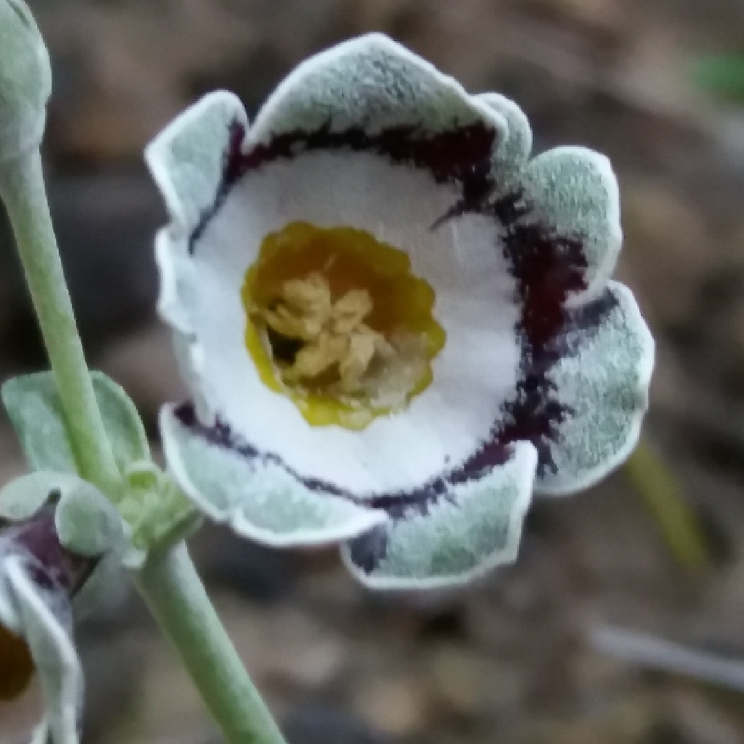 Primula auricula Grey Lag in the GardenTags plant encyclopedia Auricula Grey Lag in the GardenTags plant encyclopedia