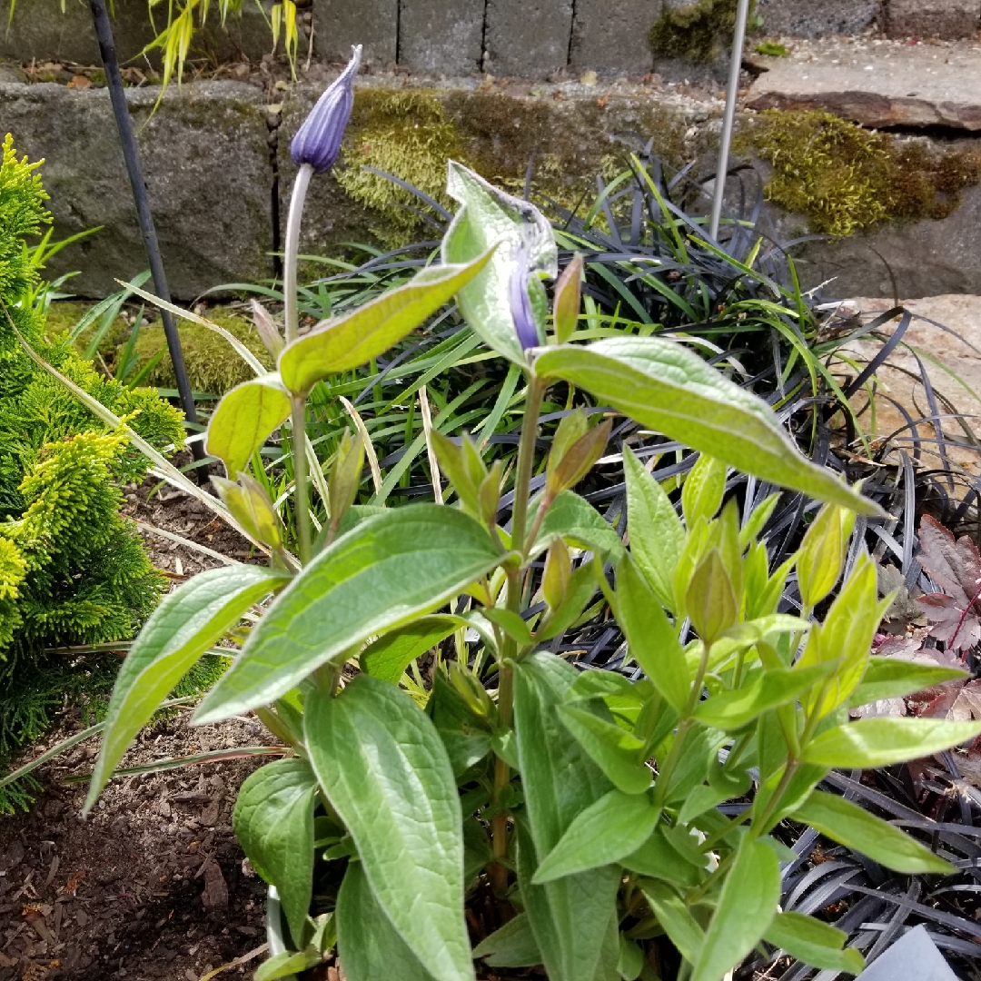 Clematis Integrifolia Blue Ribbons in the GardenTags plant encyclopedia Clematis Blue Ribbons in the GardenTags plant encyclopedia