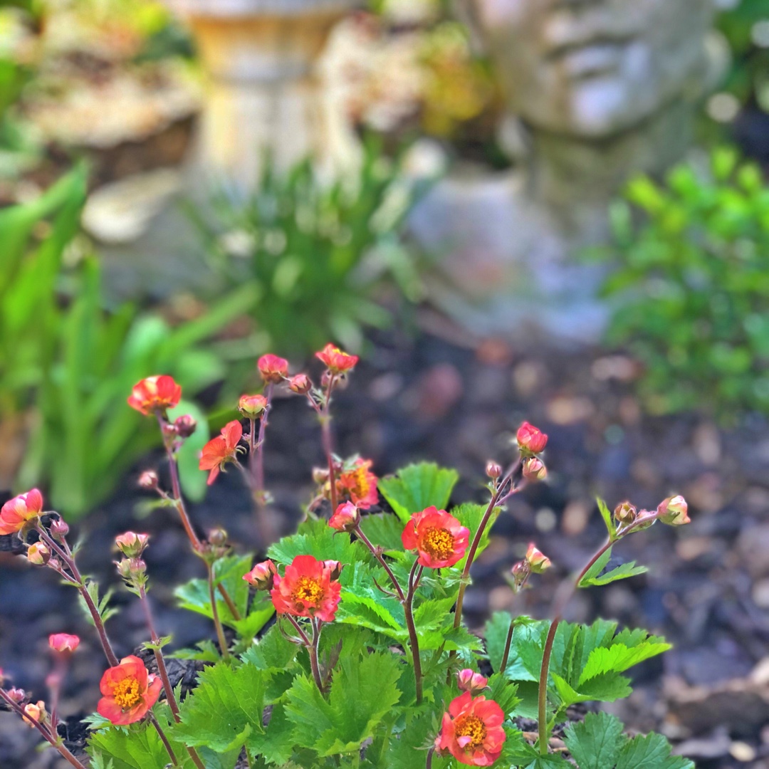 Geum Sensation Lipstick in the GardenTags plant encyclopedia Avens Sensation Lipstick in the GardenTags plant encyclopedia