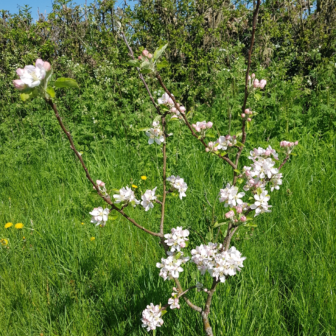 Malus domestica Thorpes Peach in the GardenTags plant encyclopedia Apple Thorpes Peach in the GardenTags plant encyclopedia
