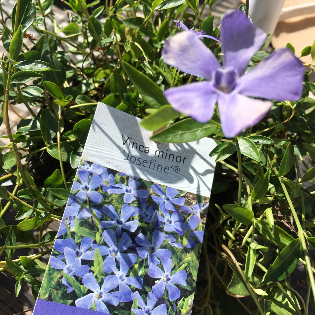 Vinca minor Josefine in the GardenTags plant encyclopedia Lesser Periwinkle in the GardenTags plant encyclopedia