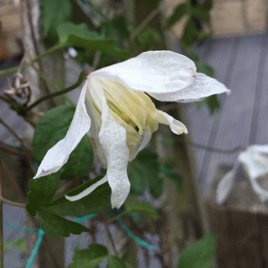 Clematis macropetala White Swan in the GardenTags plant encyclopedia Clematis White Swan in the GardenTags plant encyclopedia