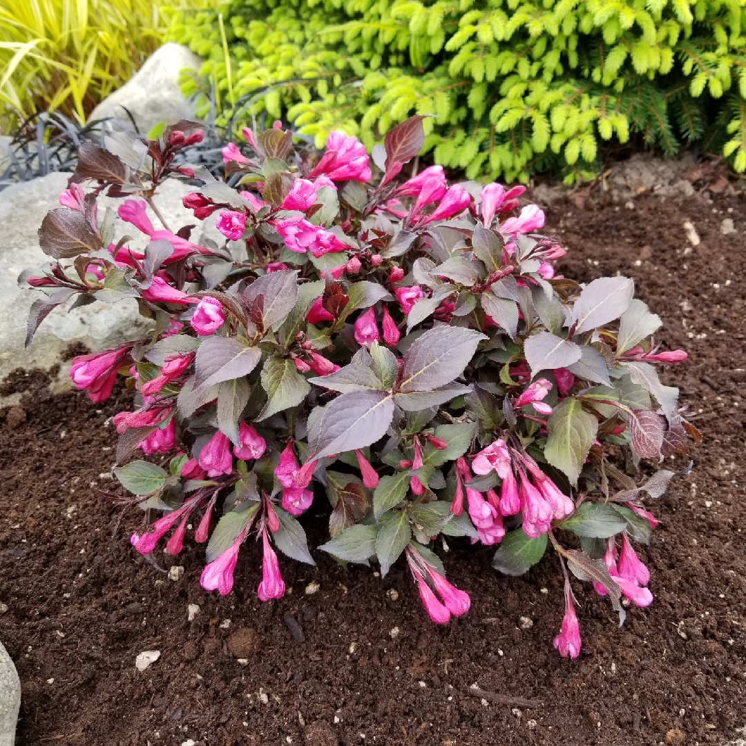 Weigela florida Wfmobla syn. Weigela Coco Krunch in the GardenTags plant encyclopedia Weigela Coco Krunch in the GardenTags plant encyclopedia