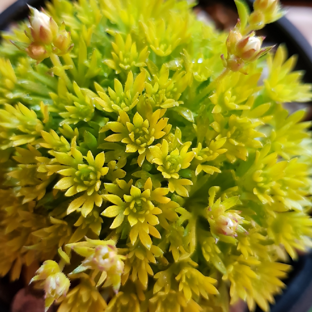 Saxifraga Moschata syn.Saxifraga exarata subsp. moschata in the GardenTags plant encyclopedia Cloth Of Gold in the GardenTags plant encyclopedia