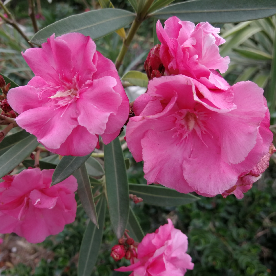 Nerium oleander Splendens syn. Nerium Mrs. Isadore Dyer in the GardenTags plant encyclopedia Oleander Mrs. Isadore Dyer in the GardenTags plant encyclopedia