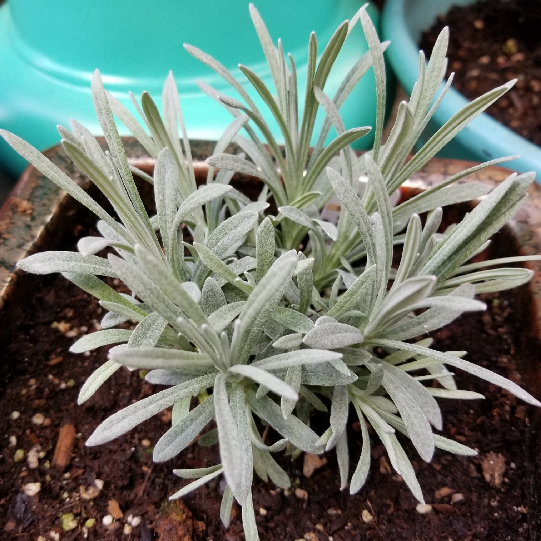 Licorice Plant in the GardenTags plant encyclopedia