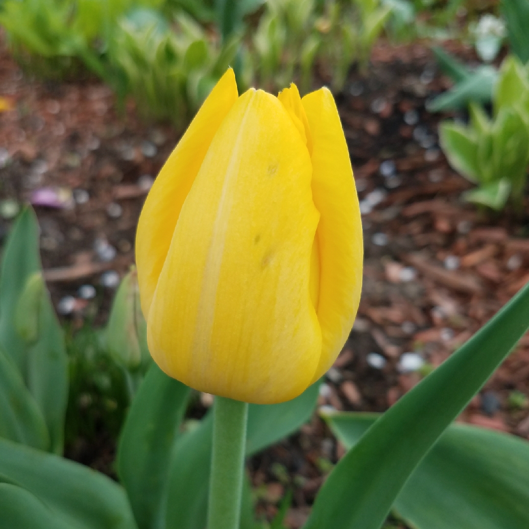 Tulipa Yokohama in the GardenTags plant encyclopedia Tulip Yokohama (Triumph) in the GardenTags plant encyclopedia