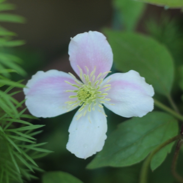 Clematis montana Fragrant Spring in the GardenTags plant encyclopedia Clematis Fragrant Spring in the GardenTags plant encyclopedia