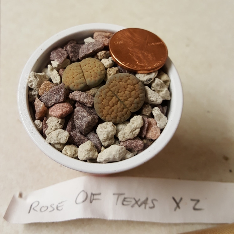 Lithops Verruculosa Rose of Texas in the GardenTags plant encyclopedia Living Stones Verruculosa Rose of Texas in the GardenTags plant encyclopedia
