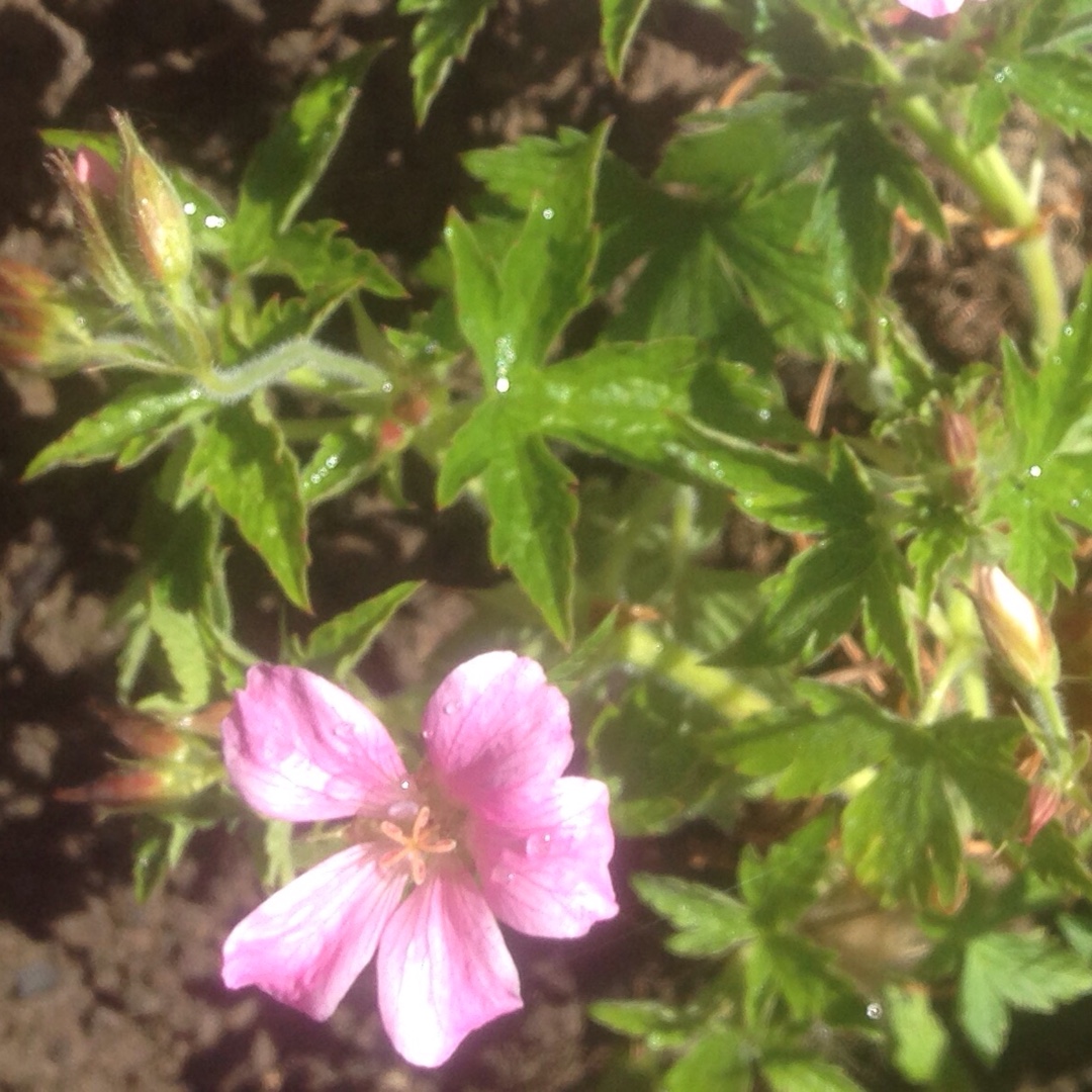 Geranium Old Rose in the GardenTags plant encyclopedia Cranesbill Old Rose in the GardenTags plant encyclopedia