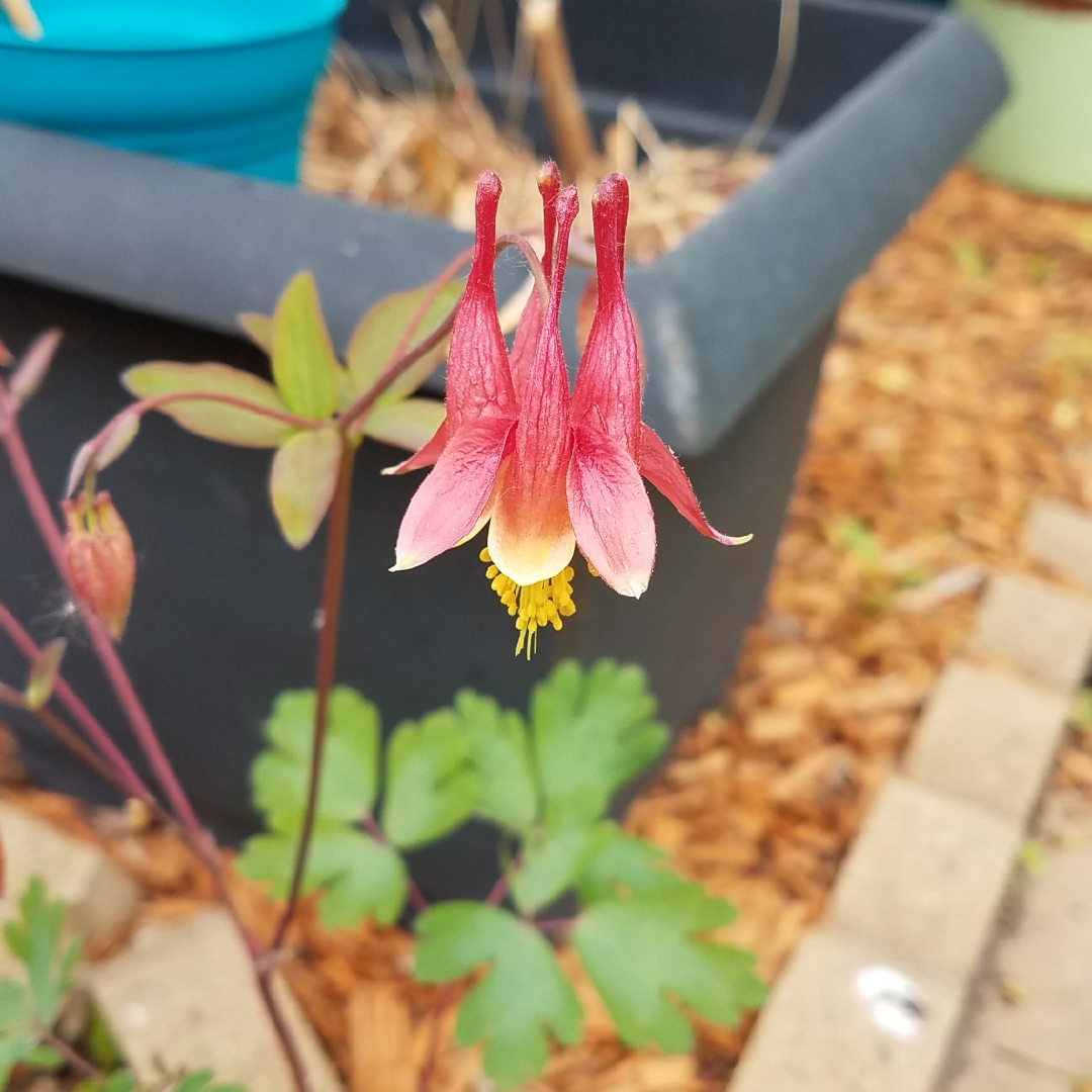 Aquilegia vulgaris Clementine Red in the GardenTags plant encyclopedia Columbine Clementine Red in the GardenTags plant encyclopedia