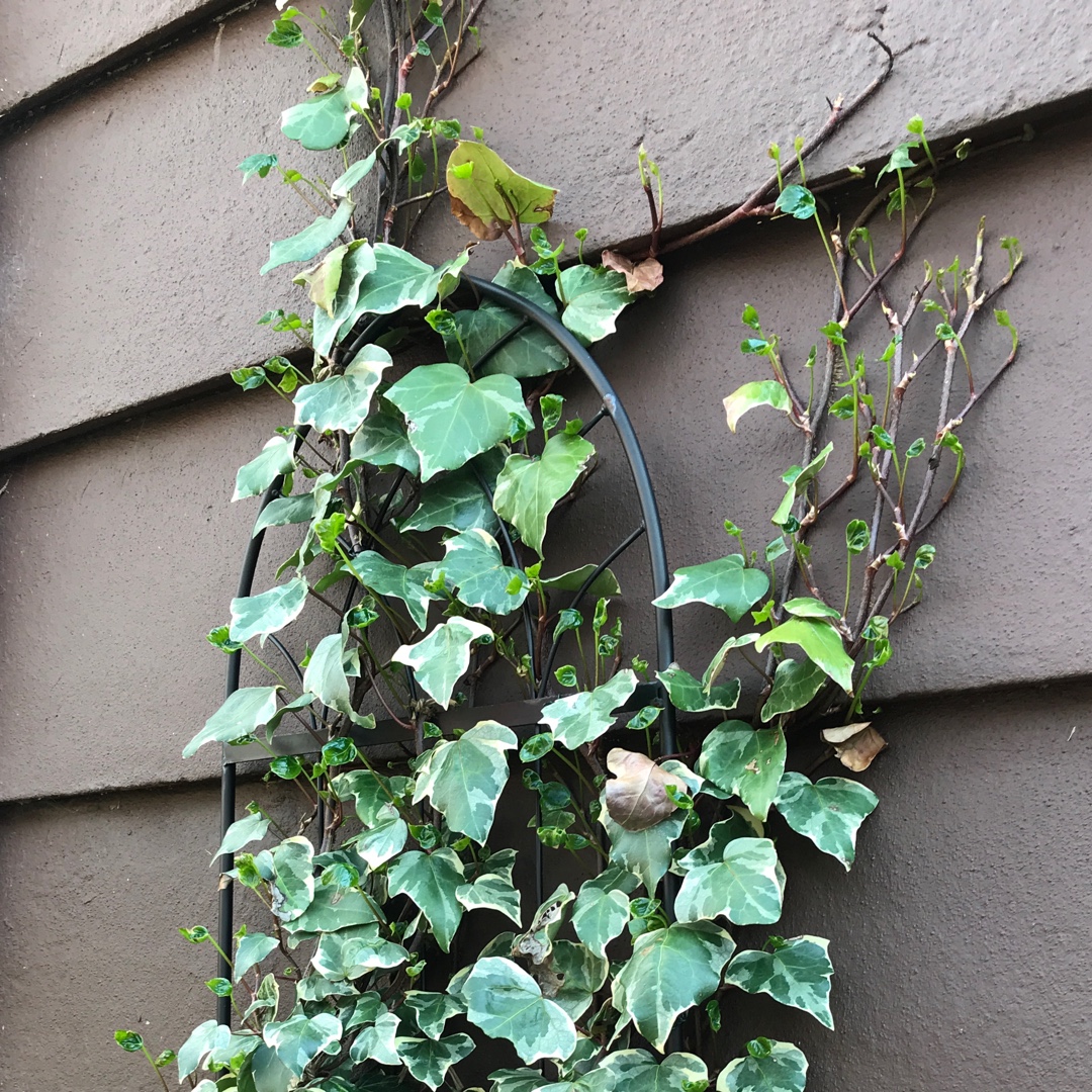 Hedera Algeriensis Gloire de Marengo in the GardenTags plant encyclopedia Algerian Ivy Gloire de Marengo in the GardenTags plant encyclopedia
