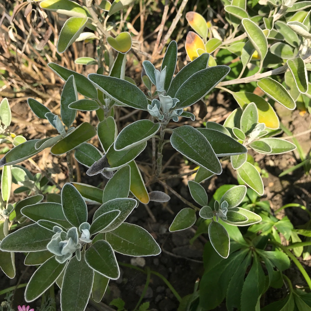 Senecio Greyii in the GardenTags plant encyclopedia Senecio Daisy Bush in the GardenTags plant encyclopedia