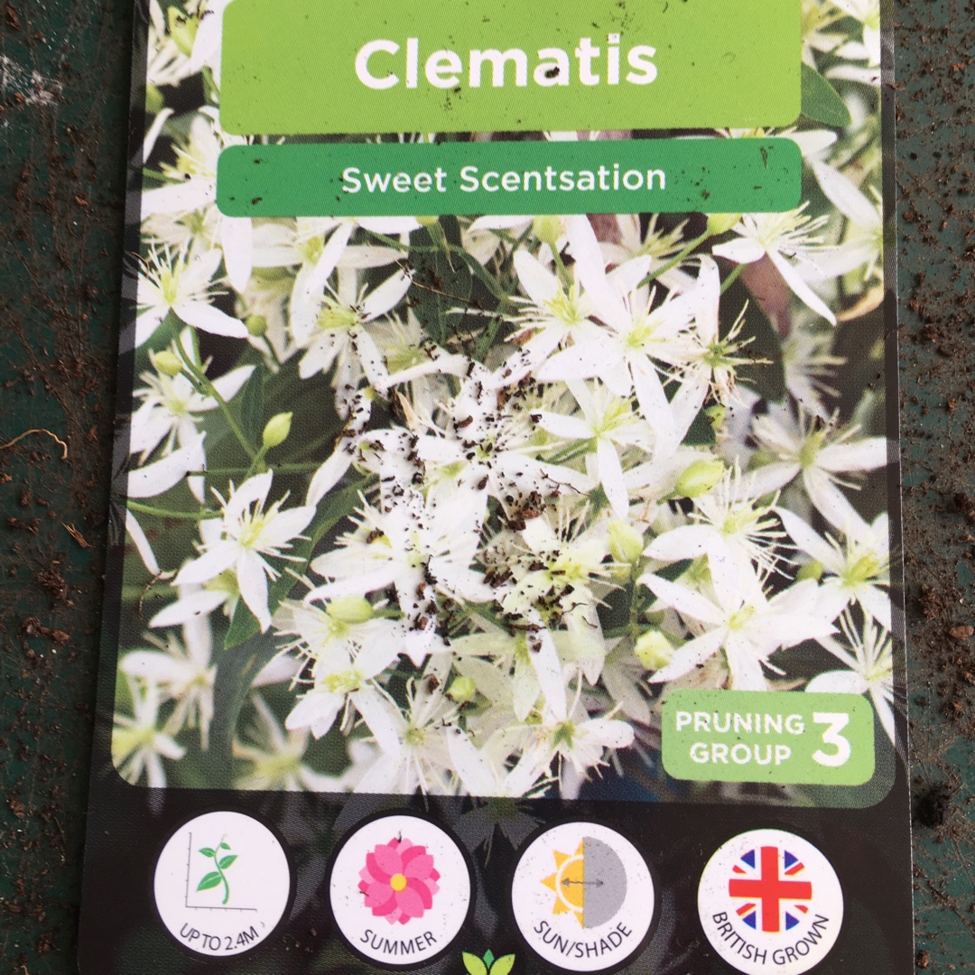 Clematis Sweet Sensation in the GardenTags plant encyclopedia Clematis Sweet Sensation in the GardenTags plant encyclopedia