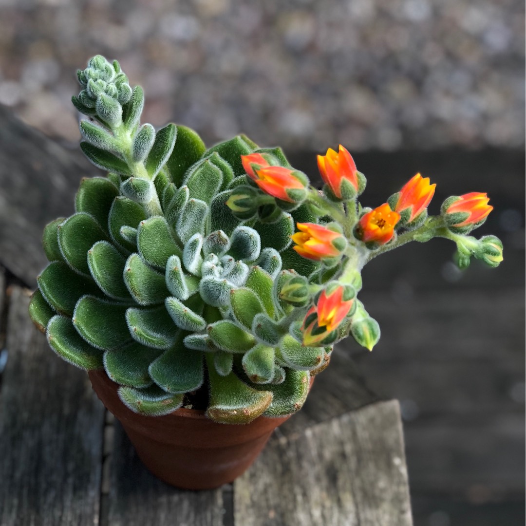 Echeveria Bombycina in the GardenTags plant encyclopedia Echeveria Bombycina in the GardenTags plant encyclopedia