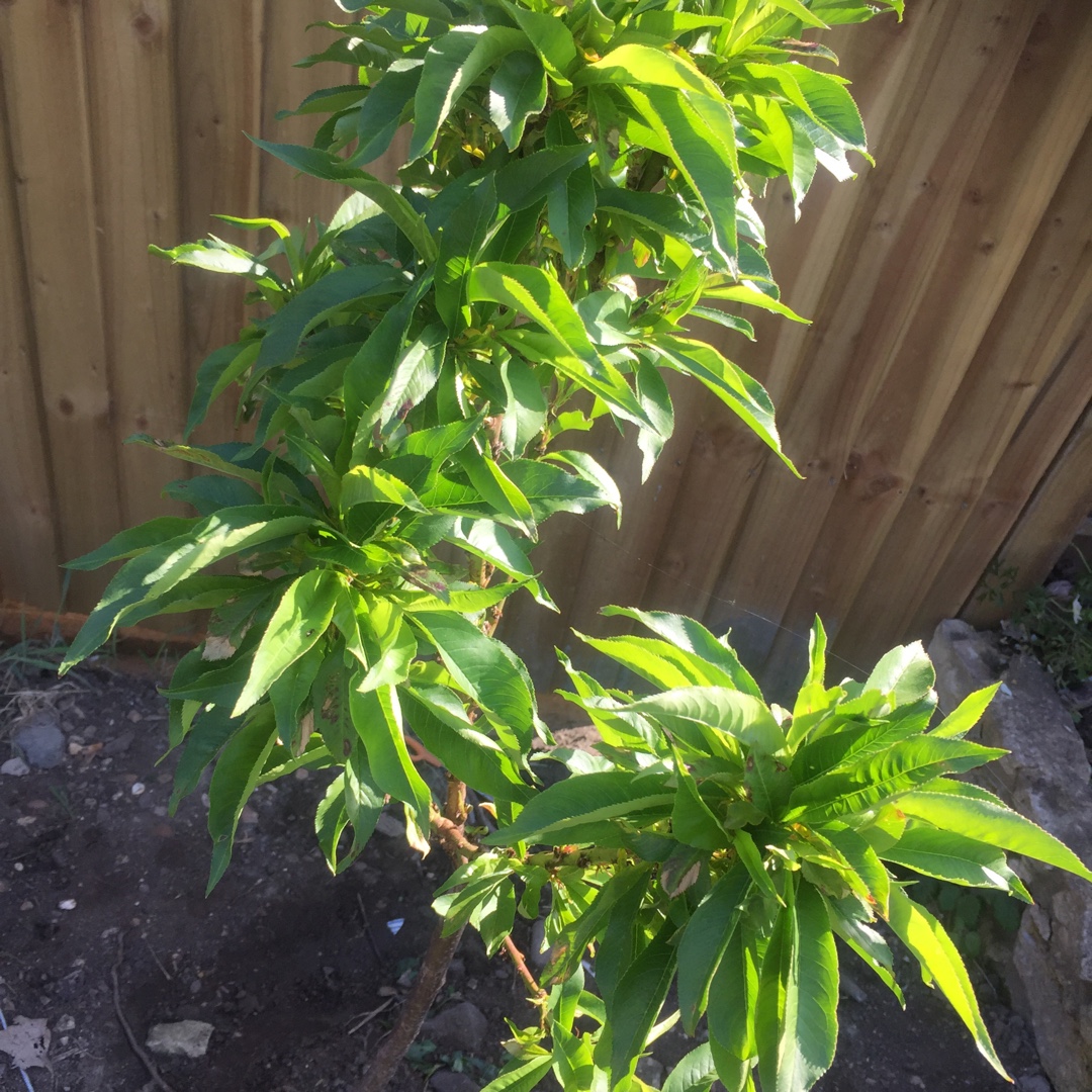 Prunus persica var. nectarina Nectarella in the GardenTags plant encyclopedia Nectarine Nectarella in the GardenTags plant encyclopedia