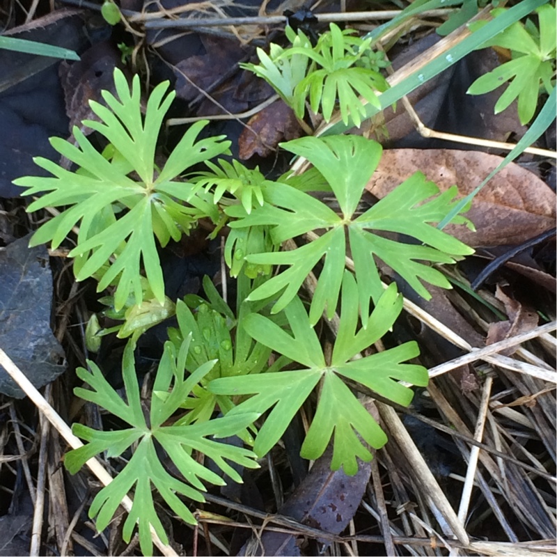 Aconitum napellus in the GardenTags plant encyclopedia Monkshood in the GardenTags plant encyclopedia