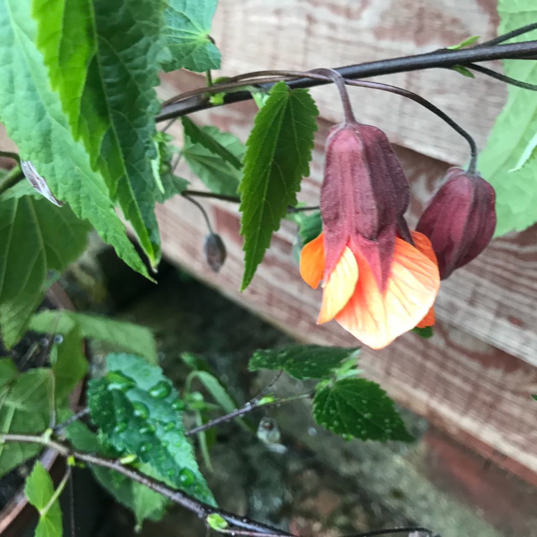 Abutilon Orange Hot Lava in the GardenTags plant encyclopedia Flowering Maple Orange Hot Lava in the GardenTags plant encyclopedia
