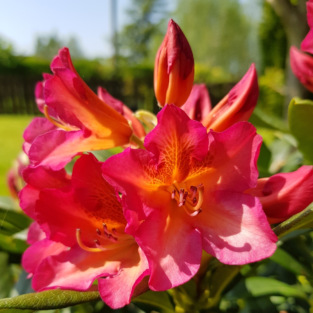 Rhododendron Golden Gate in the GardenTags plant encyclopedia Rhododendron Golden Gate in the GardenTags plant encyclopedia