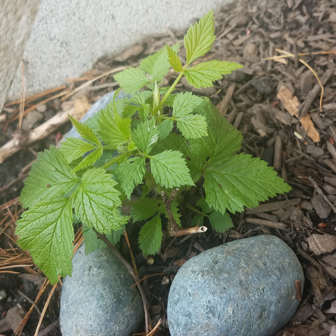Rubus Idaeus Double Gold in the GardenTags plant encyclopedia Raspberry Double Gold in the GardenTags plant encyclopedia