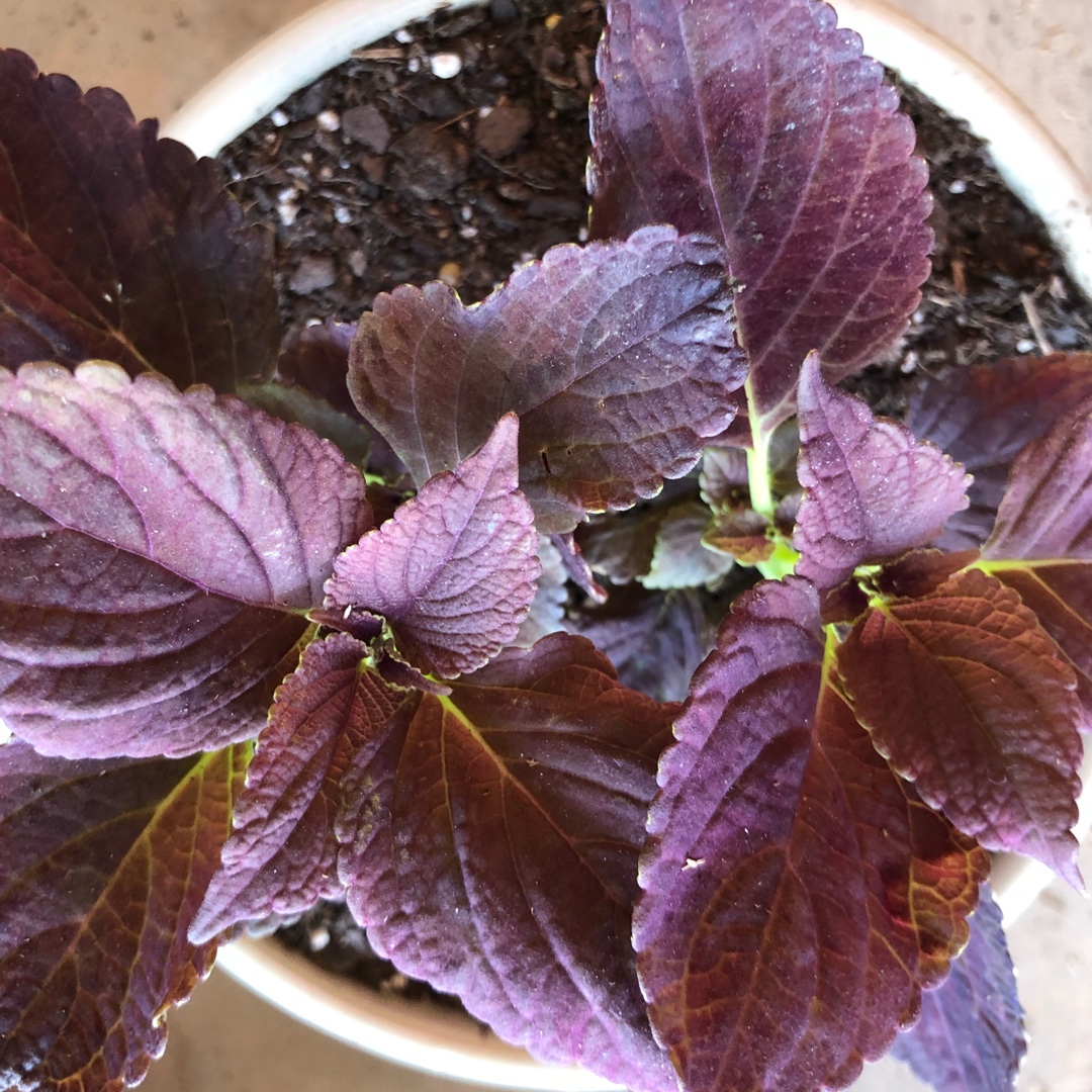 Coleus Burgundy Sun in the GardenTags plant encyclopedia