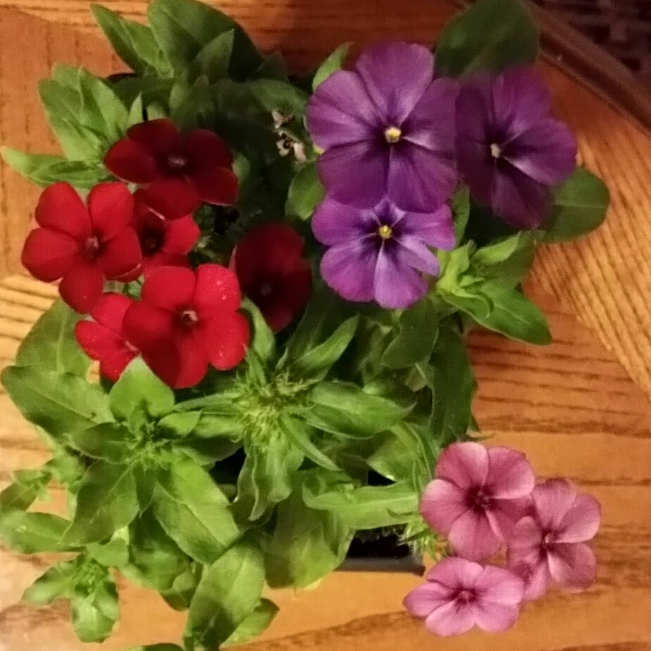 Phlox drummondii 21st Century (Mix) in the GardenTags plant encyclopedia Drummonds Phlox 21st Century (Mix) in the GardenTags plant encyclopedia