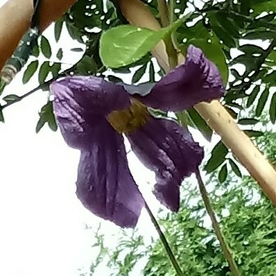 Clematis integrifolia Hendersonii in the GardenTags plant encyclopedia Clematis Hendersonii in the GardenTags plant encyclopedia