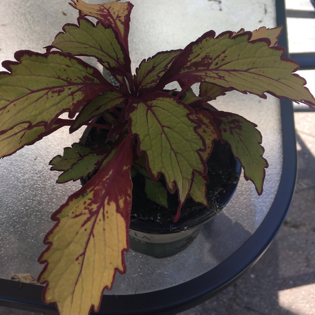 Plectranthus scutellarioides FlameThrower™ Spiced Curry in the GardenTags plant encyclopedia Coleus FlameThrower™ Spiced Curry in the GardenTags plant encyclopedia