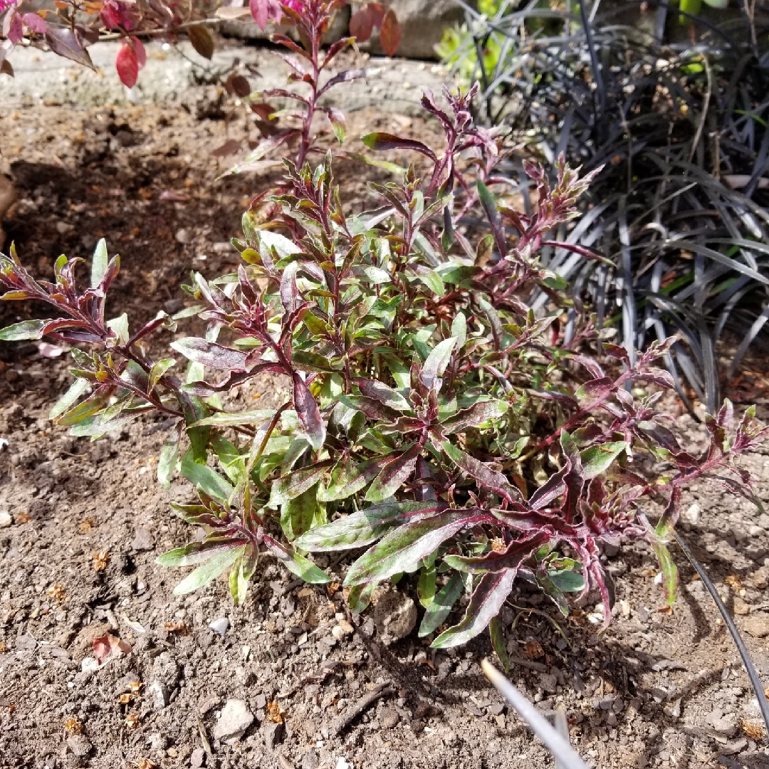Oenothera lindheimeri Walgaupf syn. Oenothera lindheimeri Pink Fountain, Gaura lindheimeri Pink Fountain in the GardenTags plant encyclopedia Lindheimers Beeblossom Pink Fountain in the GardenTags plant encyclopedia