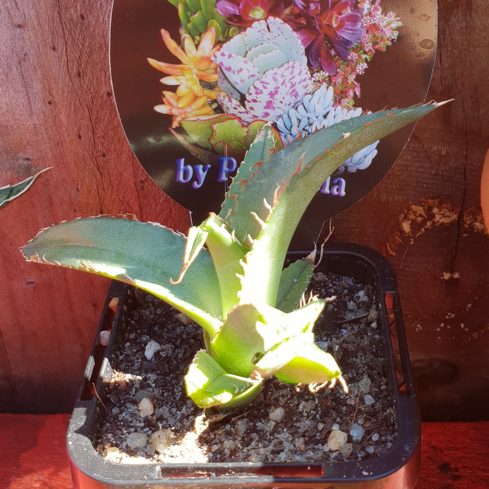 Agave Titanota in the GardenTags plant encyclopedia