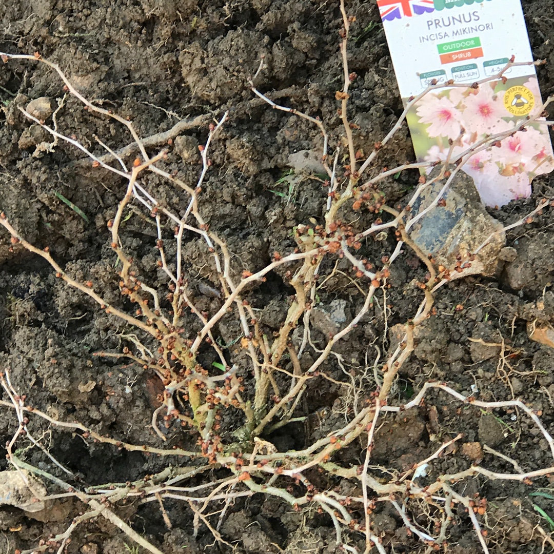 Prunus Incisa Mikinori in the GardenTags plant encyclopedia Japanese Flowering Cherry in the GardenTags plant encyclopedia