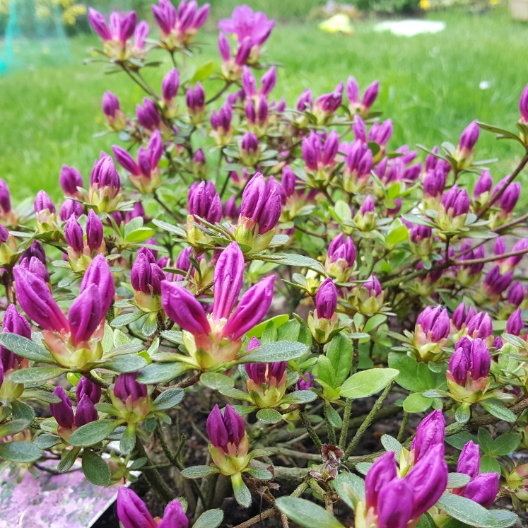 Rhododendron (Aronense Group) Fumiko syn. Rhododendron Geisha Purple in the GardenTags plant encyclopedia Azalea Fumiko in the GardenTags plant encyclopedia